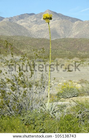 Century Plant with yellow flower towering over 8 feet high in Coyote Canyon, Anza-Borrego Desert State Park, near Anza Borrego Springs, CA