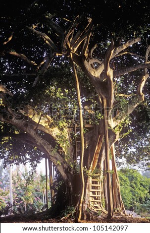 Tree House, Miami, Florida