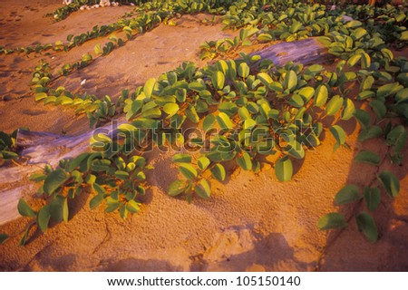 Log and Leaves on The Sand, Maui, Hawaii