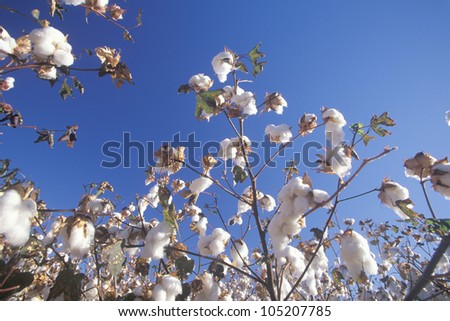 Cotton Field In Tucson, Az 商业图片: 10520778