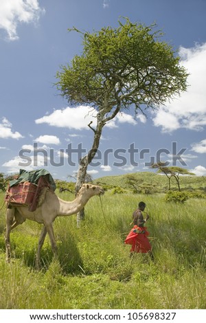 JANUARY 2007 - Camel safari with Masai warrior leading camel past Acacia tree and through green grasslands of Lewa Wildlife Conservancy, North Kenya, Africa