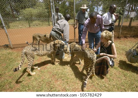 JANUARY 2005 - Melody Taft of Humane Society of US visits Cheetah in animal facility of Nairobi, Kenya, Africa at the KWS Kenya Wildlife Service