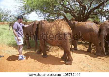 JANUARY 2005 - Humane society Chief Executive Officer, Wayne Pacelle, petting adopted Baby African Elephants at the David Sheldrick Wildlife Trust in Tsavo national Park, Kenya