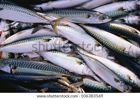 Pile of mackerel fish