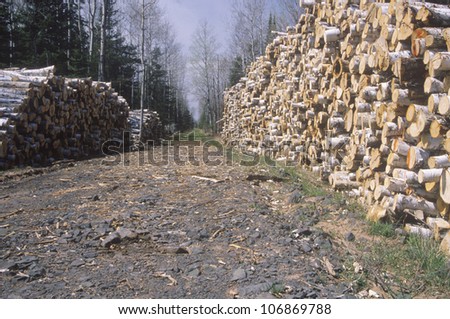 Neatly stacked logs line a logging road that leads into the forests of Wisconsin