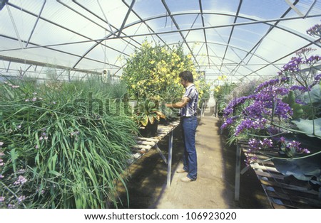 CIRCA 1986 - A horticulturist conducts environmental research in a greenhouse at the University of AZ at Tucson