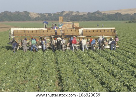 CIRCA 1993 - Migrant workers harvest crops in Central Valley, CA
