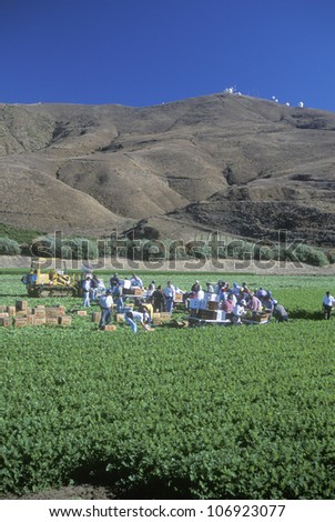 CIRCA 1995 - Migrant workers harvest crops in San Joaquin Valley