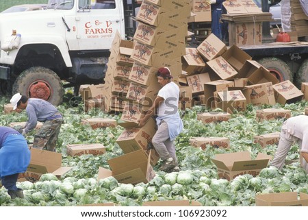 CIRCA 1989 - Migrant farm workers harvest and box lettuce in San Joaquin Valley, CA