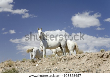 Family of five white horses in desert area between Montezuma Creek and Aneth, Utah