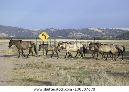 Wild horses crossing road at the Black Hills Wild Horse Sanctuary, South Dakota