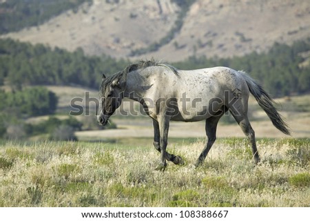 Black Hills Wild Horse Sanctuary, South Dakota