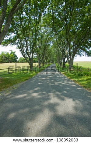 Tree-lined driveway to Ash Lawn-Highland,  Home of President James Monroe, Albemarle County, Virginia