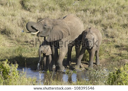 African Elephants at Lewa Conservancy, Kenya, Africa