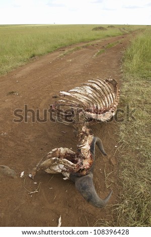Carcass of dead animal eaten by lions in Masai Mara in Kenya, Africa