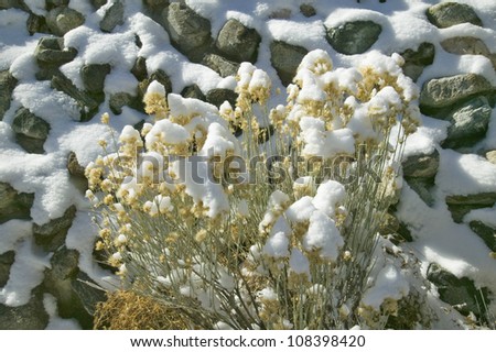 Close up of snow on plants and rocks in Pine Mountain Club, Southern California