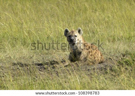 Spotted Hyena in grasslands of Masai Mara near Little Governor\'s camp in Kenya, Africa