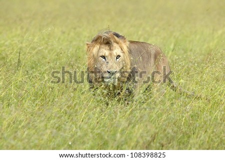 Male lion, Masai Mara near Little Governor\'s Camp in Kenya, Africa