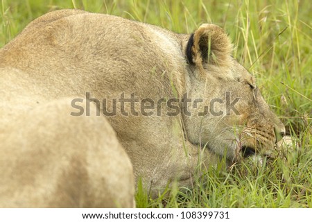 Female lion, Masai Mara near Little Governor\'s Camp in Kenya, Africa