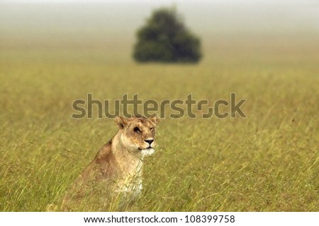 Female lion with one eye, Masai Mara near Little Governor\'s Camp in Kenya, Africa