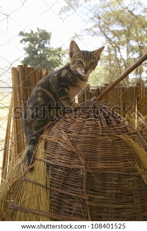 Wild cat in animal facility of Nairobi, Kenya, Africa at the Kenya Wildlife Service