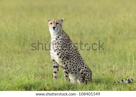 Cheetah at Masai Mara near Little Governor\'s camp in Kenya, Africa