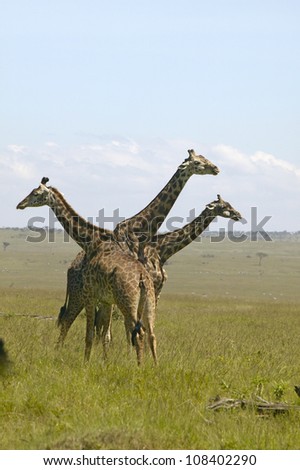 Giraffe at Masai Mara near Little Governor\'s camp in Kenya, Africa