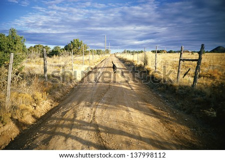 Black dog approaching on a dirt road