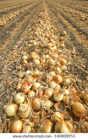 Giant onion field in Oxnard, California