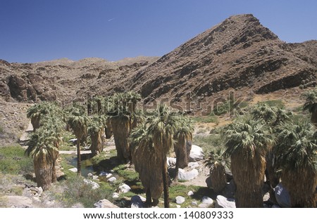 Overview of  Murray Canyon, with indigenous palms in Palm Canyon, Palm Springs, California, home of Cahuilla peoples