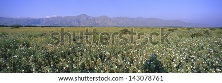 Desert Lillies and flowers in spring fields of Anza-Borrego Desert State Park, California