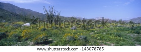 Desert flowers and Ocotillo in spring fields of Coyote Canyon in Anza-Borrego Desert State Park, California