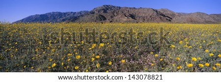 Desert Lilies and desert gold yellow flowers in spring fields of Death Valley National Park, California