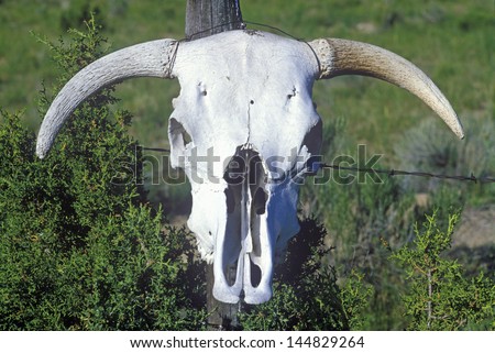 Skull of Texas Longhorn Steer in Taos, NM