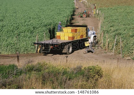 CALIFORNIA - CIRCA 1990\'s: Flatbed truck being loaded with bins on a farm in the USA