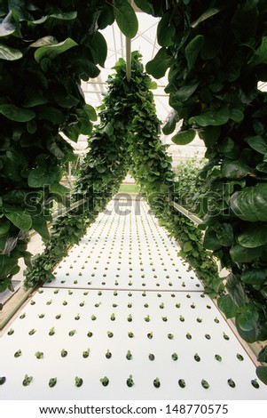 ORLANDO, FLORIDA - CIRCA 1980's: Lettuce growing in hydroponic farm in Orlando, Florida