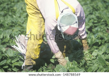 SAN JOAQUIN VALLEY, CA, - CIRCA 1990\'s: Migrant farmer worker picking tobacco in the San Joaquin Valley, CA