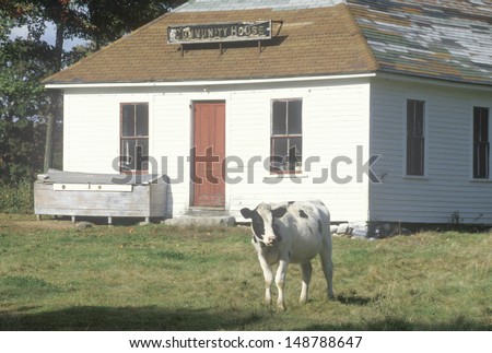 VERMONT - CIRCA 1980\'s: A black and white cow standing in front of a community house in VT