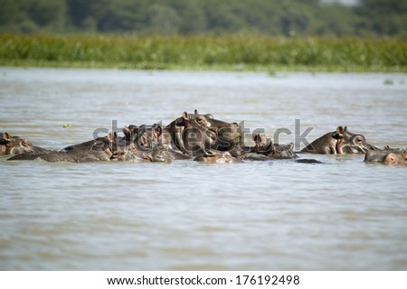 Faces of submerged school of Hippos in Lake Naivasha, Great Rift Valley, Kenya, Africa