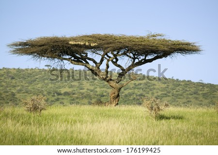 Acacia tree in green grass of Lewa Wildlife Conservancy, North Kenya, Africa