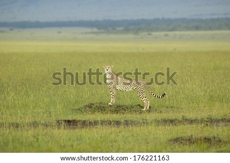 Cheetah stalking and walking through high grasslands of Masai Mara near Little Governor\'s camp in Kenya, Africa