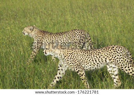 Two Cheetahs stalking through high grasslands of Masai Mara near Little Governor\'s camp in Kenya, Africa