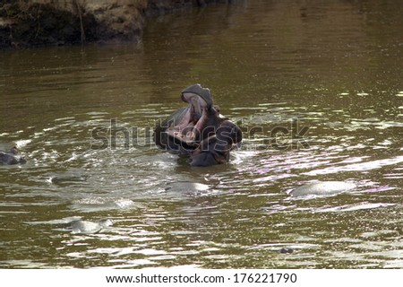 Hippopotamus in pool of water with mouth opened in Masai Mara near Little Governor\'s camp in Kenya, Africa