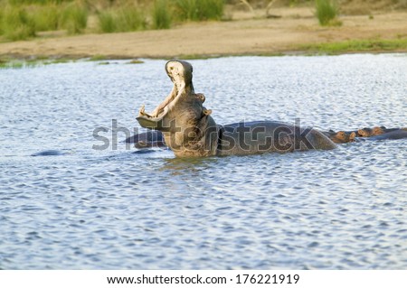 Hippo opening mouth in the Greater St. Lucia Wetland Park World Heritage Site, St. Lucia, South Africa