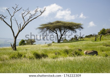 Common Zebra and Acacia tree and green grass of Lewa Conservancy with Mnt. Kenya in background, North Kenya, Africa