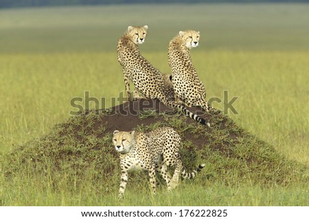 Three Cheetahs stalking through high grasslands of Masai Mara near Little Governor\'s camp in Kenya, Africa