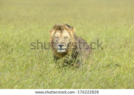Male lion in grasslands of Masai Mara near Little Governor\'s Camp in Kenya, Africa