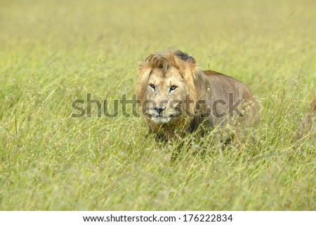 Male lion in grasslands of Masai Mara near Little Governor's Camp in Kenya, Africa