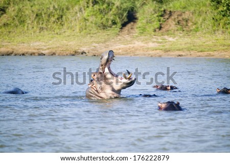 Hippo opening mouth in a sequence of shots in the Greater St. Lucia Wetland Park World Heritage Site, St. Lucia, South Africa