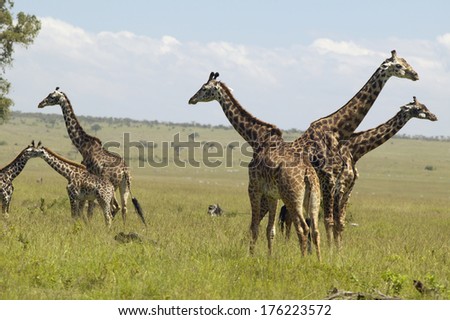 Giraffes in grasslands of Masai Mara near Little Governor\'s camp in Kenya, Africa